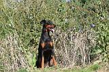 DOBERMANN 655